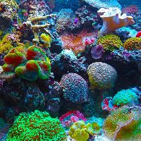 Belize Underwater Corals.jpg